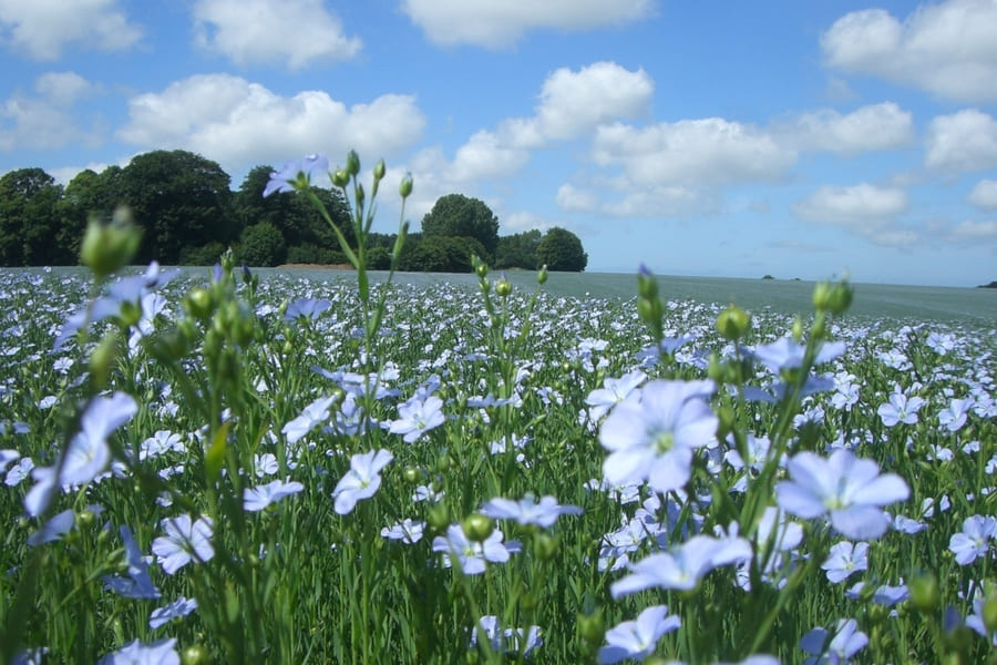 le-nichoir-coworking-travailler-au-vert-deconnecter-au-vert-coworking-normandie-coworking-etretat-coworking-pays-de-caux-coworking-rural